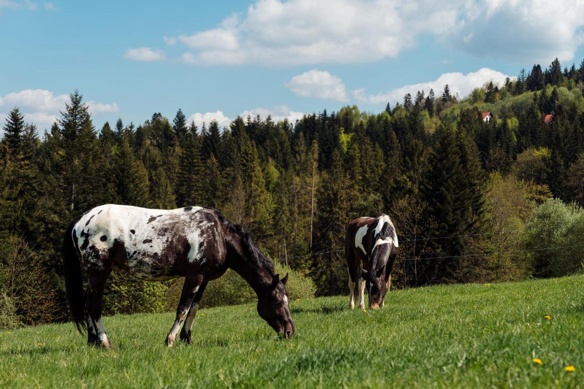 Swierkowe Chatki W Koniakowie Экстерьер фото